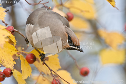 Image of Bohemian Waxwing