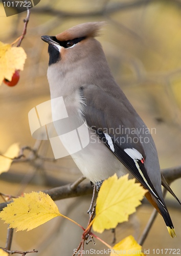 Image of Bohemian Waxwing