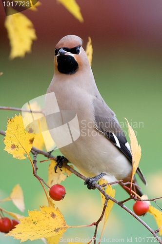 Image of Bohemian Waxwing