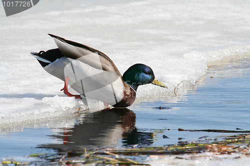 Image of Mallard Swim