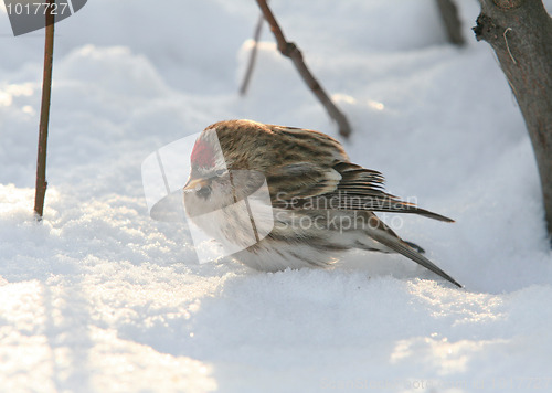 Image of Common Redpoll