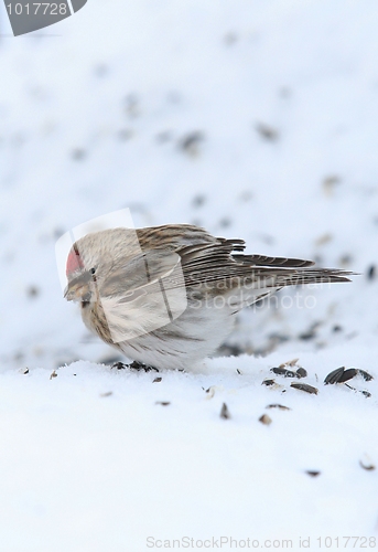 Image of Common Redpoll