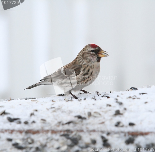 Image of Common Redpoll