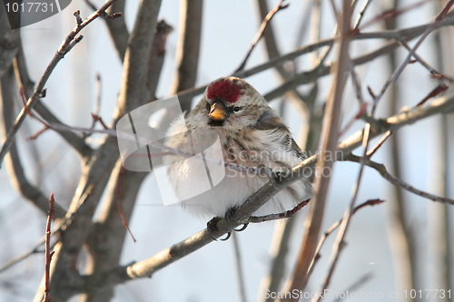 Image of Common Redpoll