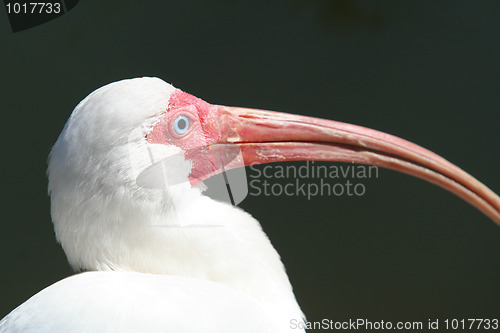 Image of White Ibis