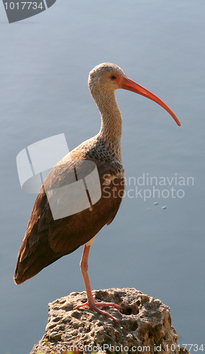 Image of White Ibis Juvenile