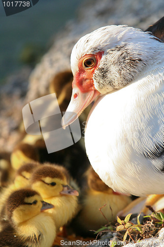 Image of Mummy and the Chicks