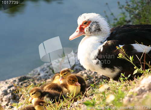 Image of Mother and the Babies