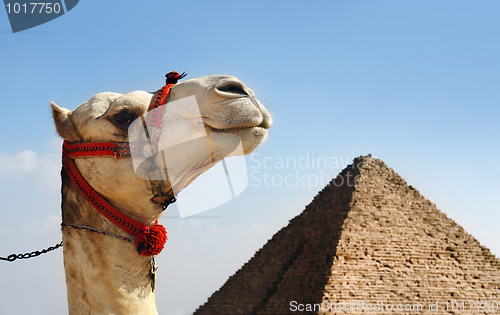 Image of Camel with a Pyramid in background