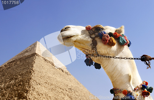 Image of Camel with a Pyramid in background