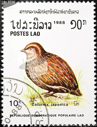 Image of Japanese Quail bird stamp.