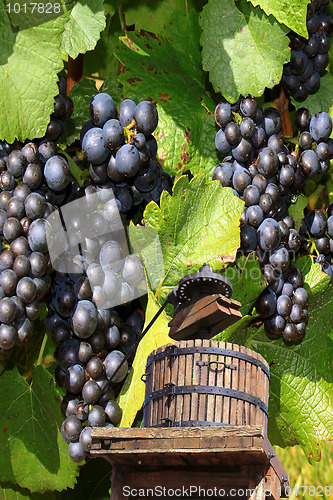 Image of Grapes