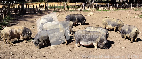 Image of Pigs