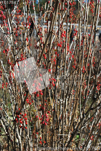 Image of autumn backgrpund