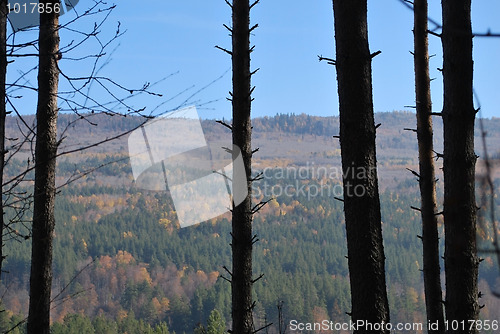 Image of autumn background