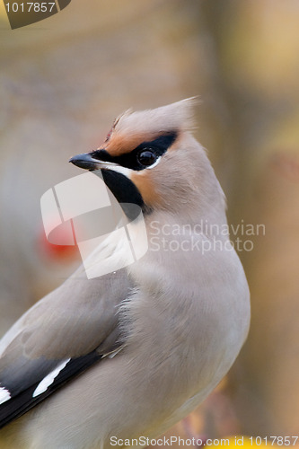 Image of Bohemian Waxwing