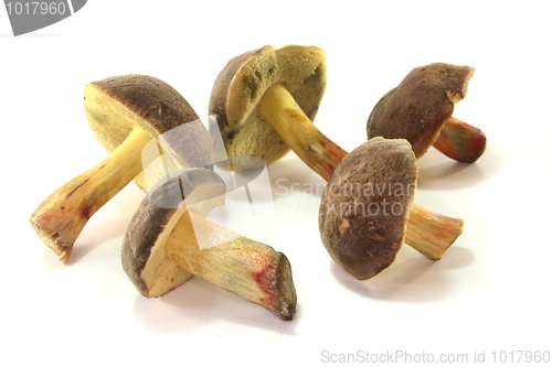 Image of Cracking bolete