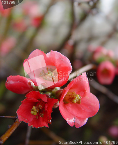 Image of Pomegranate Flowers