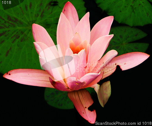 Image of Water Lily Glory
