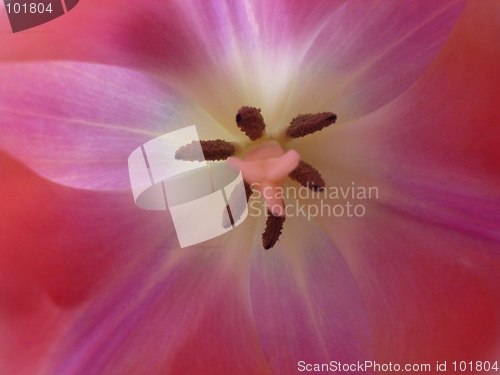 Image of Inside a pink tulip