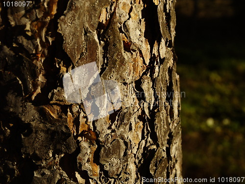 Image of pine bark