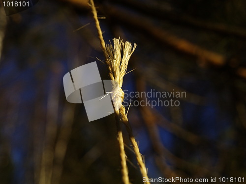 Image of rope and knot