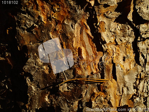 Image of pine bark