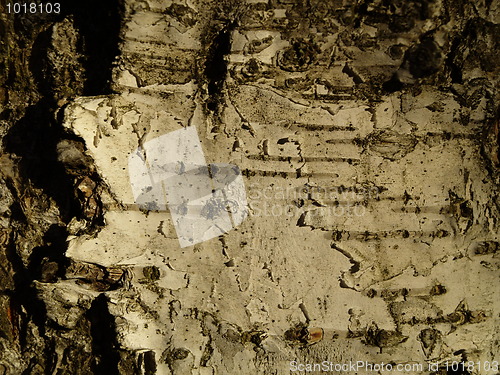 Image of birch bark