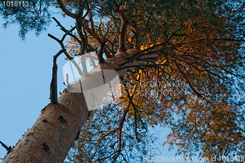 Image of Crooked pine tree