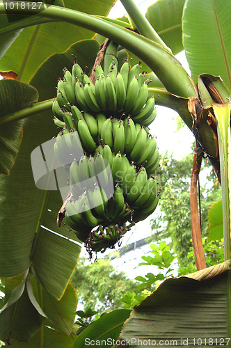 Image of Organic Bananas Growing on Tree