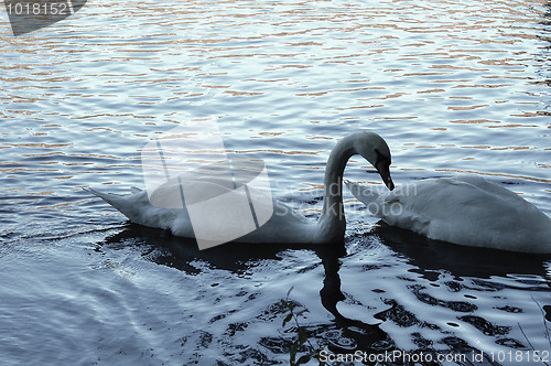 Image of Swans with sunset Reflection