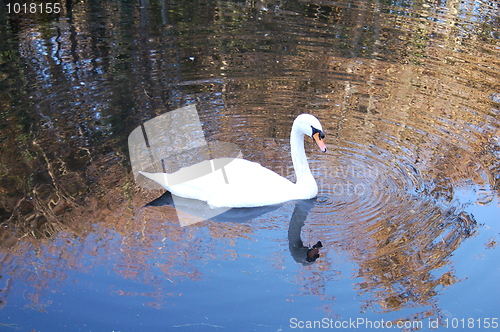 Image of Swan Lake
