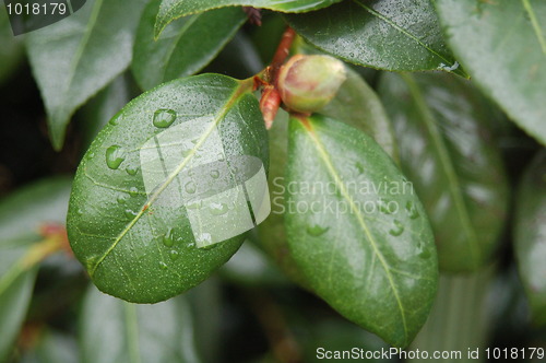 Image of Droplets of rain on leaves