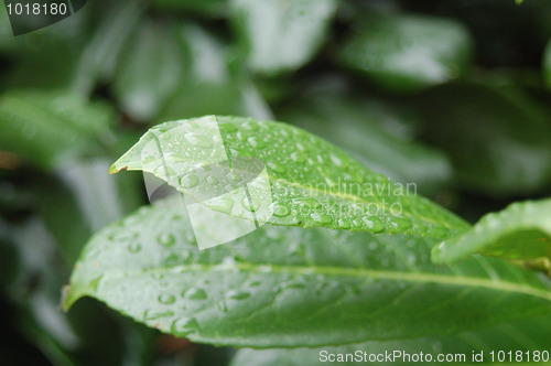 Image of Droplets of Rain on Leaves