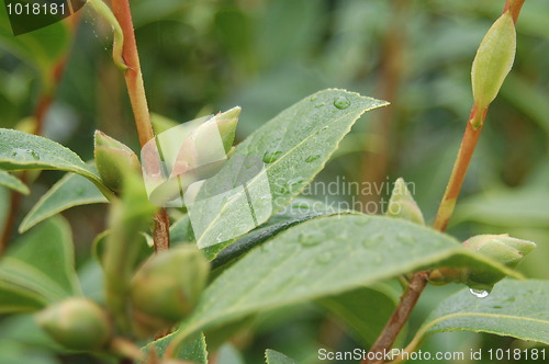 Image of Droplets of Rain on Leaves