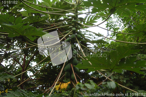 Image of Organic Papaya Growing on the tree