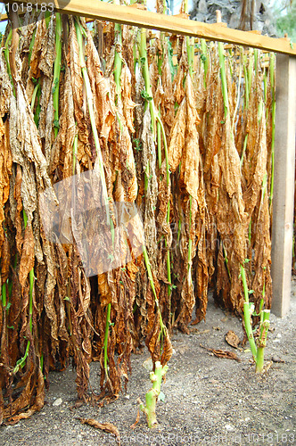 Image of Tobacco Leaves Hanging to dry and cure