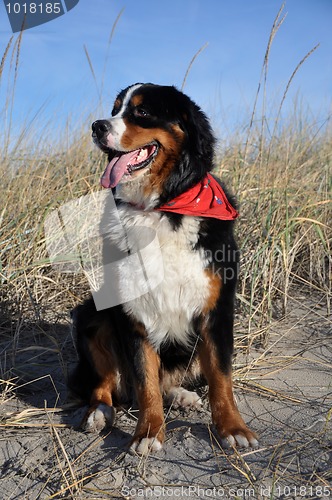 Image of bernese cattle dog