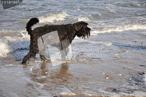 Image of wet dog