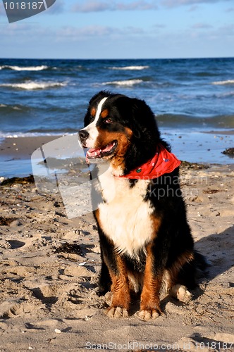 Image of bernese cattle dog