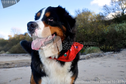 Image of bernese cattle dog