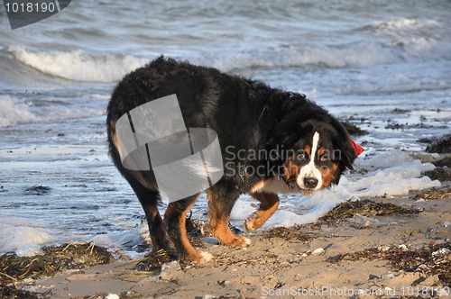 Image of bernese cattle dog