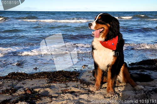 Image of bernese cattle dog