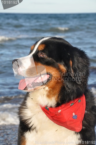 Image of bernese cattle dog