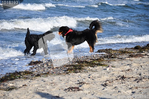 Image of bernese cattle dog and friend at the beach