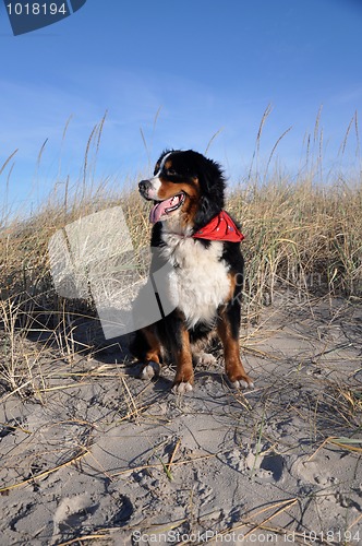 Image of bernese cattle dog