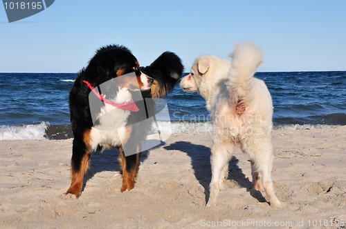 Image of bernese cattle dog