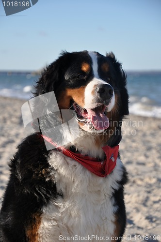 Image of bernese cattle dog