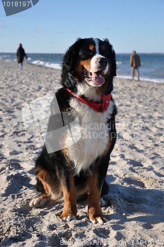 Image of bernese cattle dog