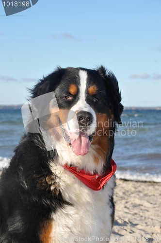 Image of bernese cattle dog